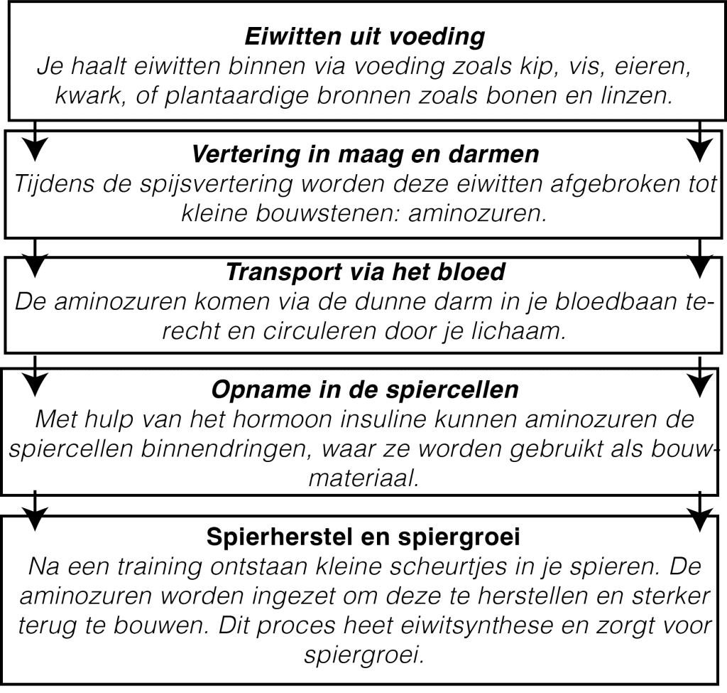 eiwitsynthese